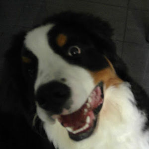 Meet your Posher, Annika